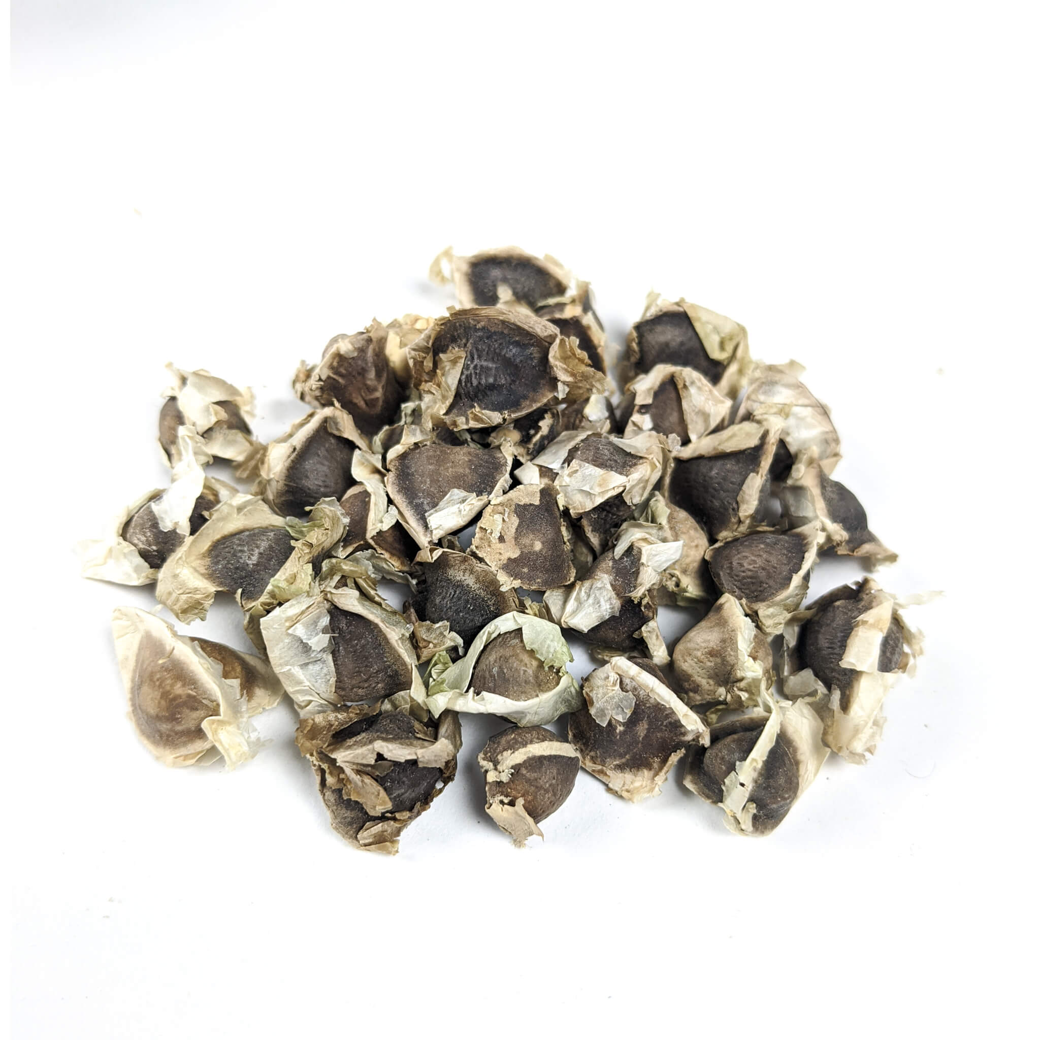 Fresh Moringa Seeds