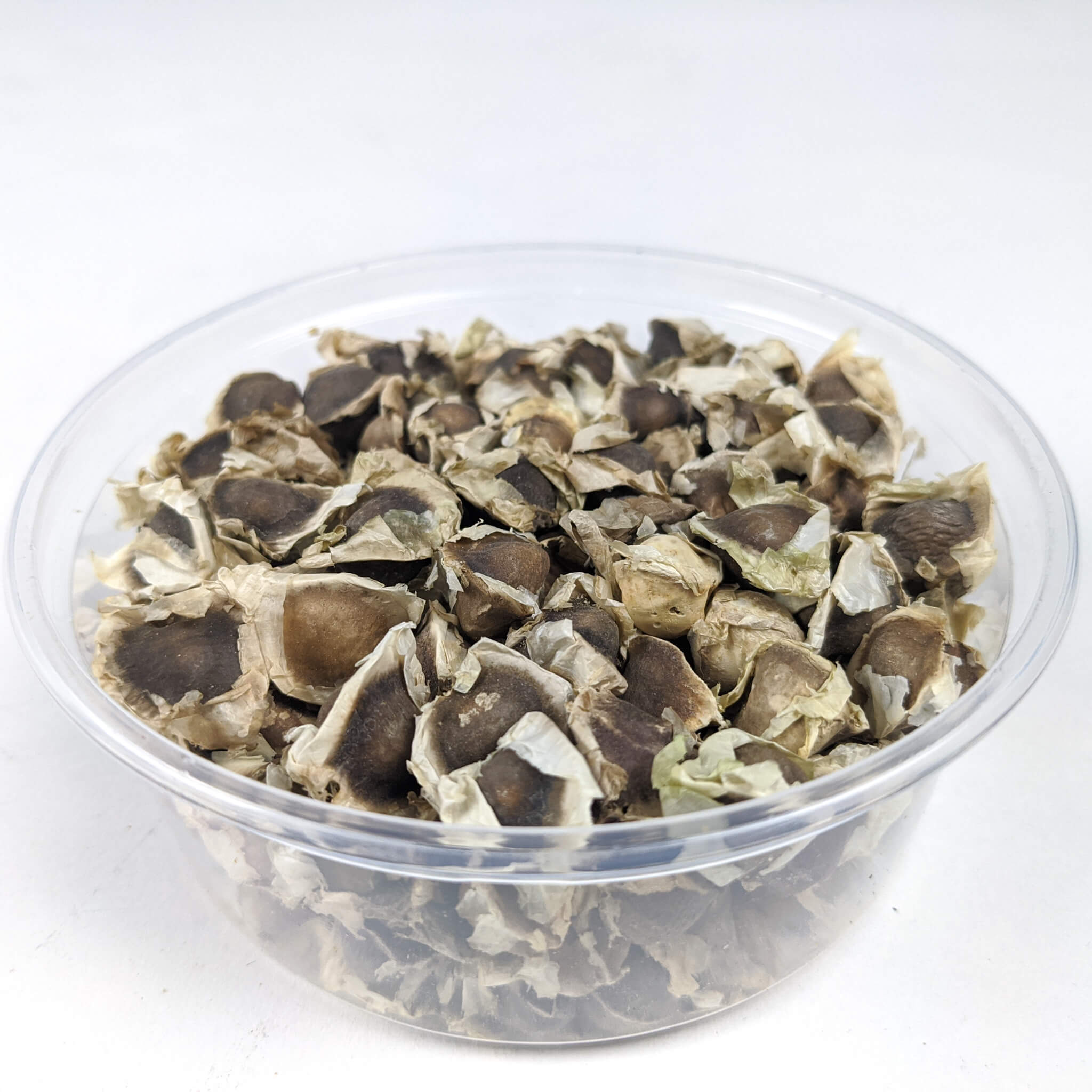 Fresh Moringa Seeds